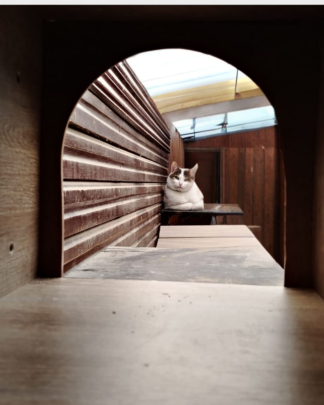 Puente colgante para gatos